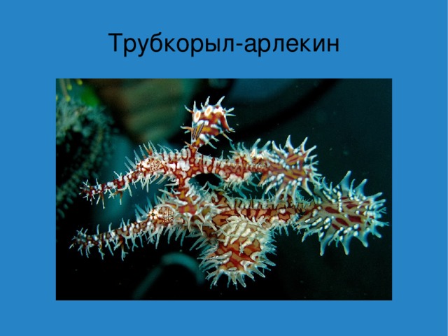 Трубкорыл-арлекин 