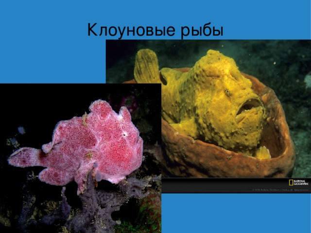 Клоуновые рыбы 