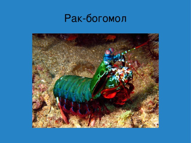 Рак-богомол 