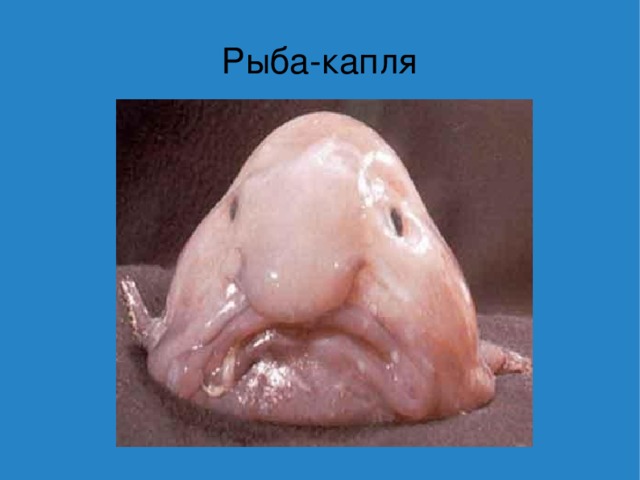 Рыба-капля 