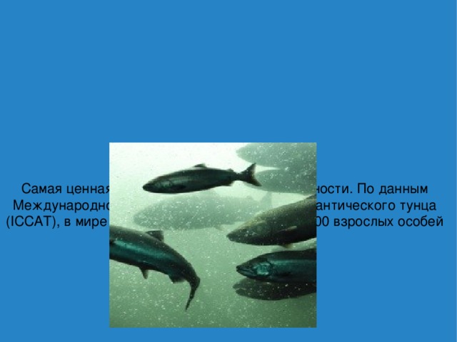          Синеперый тунец  Самая ценная в мире рыба находится в опасности. По данным Международной Комиссии по сохранению атлантического тунца (ICCAT), в мире осталось всего лишь около 25000 взрослых особей синеперого тунца. .   