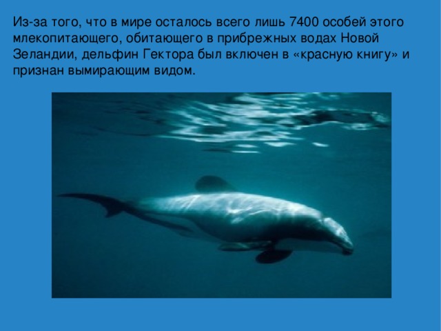 Из-за того, что в мире осталось всего лишь 7400 особей этого млекопитающего, обитающего в прибрежных водах Новой Зеландии, дельфин Гектора был включен в «красную книгу» и признан вымирающим видом. 