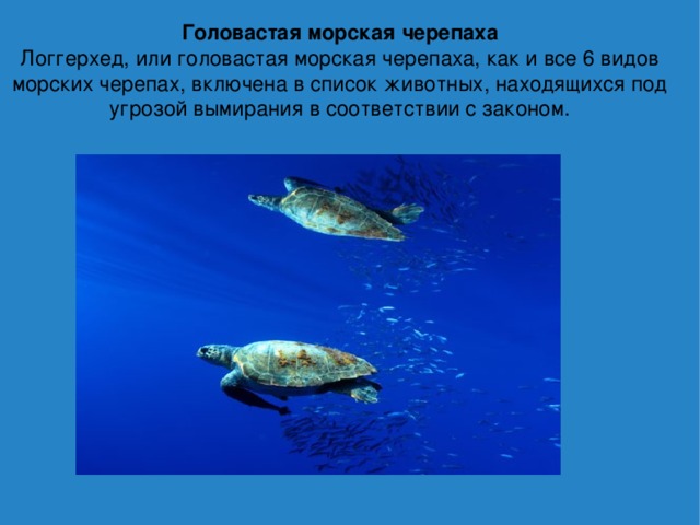 Головастая морская черепаха Логгерхед, или головастая морская черепаха, как и все 6 видов морских черепах, включена в список животных, находящихся под угрозой вымирания в соответствии с законом. 