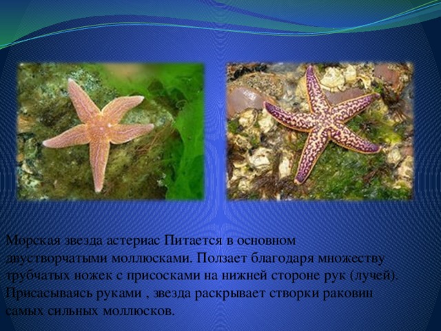  Морская звезда астериас Питается в основном двустворчатыми моллюсками. Ползает благодаря множеству трубчатых ножек с присосками на нижней стороне рук (лучей). Присасываясь руками , звезда раскрывает створки раковин самых сильных моллюсков. 