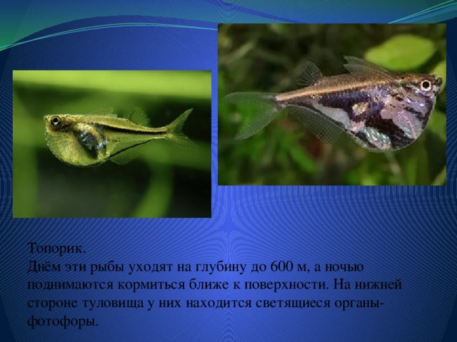 Топорик.  Днём эти рыбы уходят на глубину до 600 м, а ночью поднимаются кормиться ближе к поверхности. На нижней стороне туловища у них находится светящиеся органы- фотофоры. 