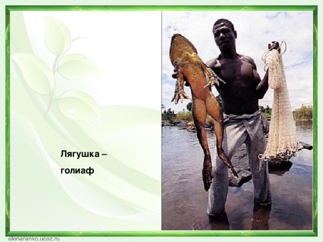 Лягушка – голиаф 