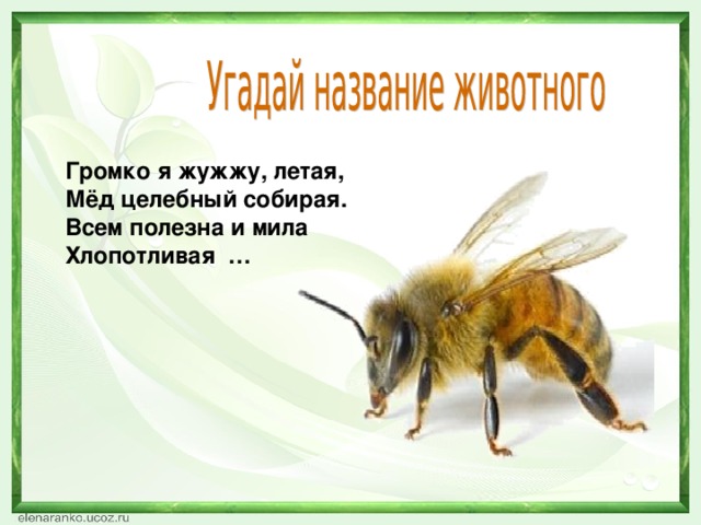 Громко я жужжу, летая, Мёд целебный собирая. Всем полезна и мила Хлопотливая … 
