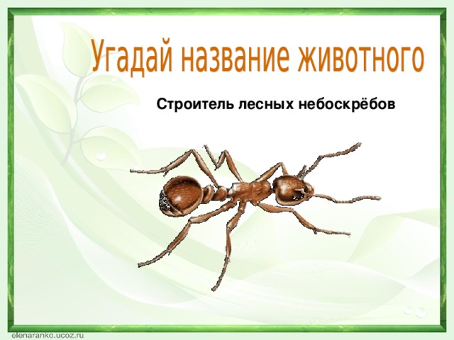 Строитель лесных небоскрёбов 