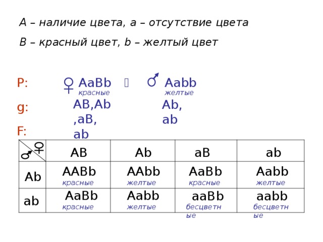 A – наличие цвета, a – отсутствие цвета B – красный цвет, b – желтый цвет  Вb  bb Aа Аа Р:  желтые красные АВ,Аb,аВ, аb Аb, аb g: F:  аb Аb аВ АВ Ааbb ААbb АаВb ААВb Аb красные красные желтые желтые АаВb Ааbb ааВb ааbb  аb красные желтые бесцветные бесцветные 