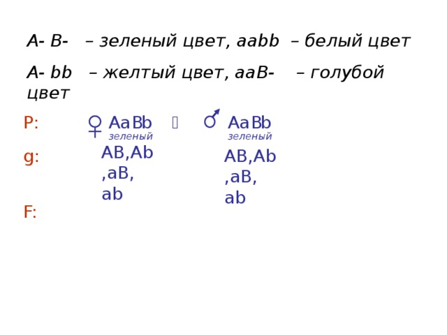 A- B- – зеленый цвет, aаbb – белый цвет А- bb – желтый цвет, ааВ- – голубой цвет  а b A В  Р:  а b А В зеленый зеленый АВ,Аb,аВ, аb g: АВ,Аb,аВ, аb F: 