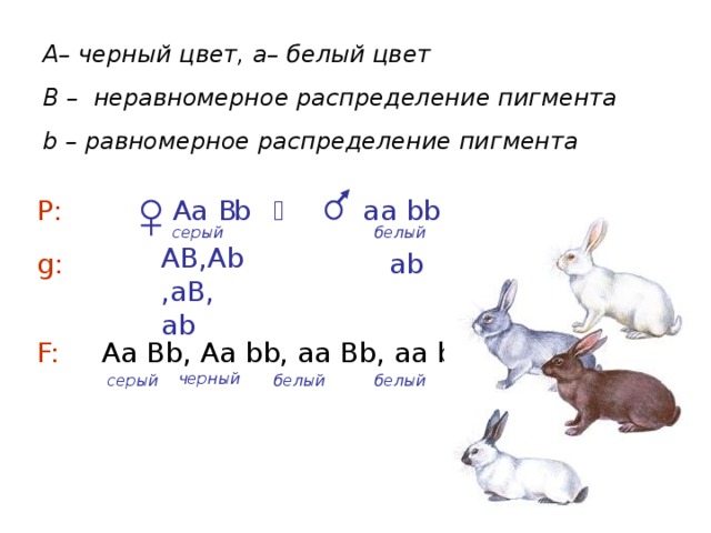 А– черный цвет, a– белый цвет B – неравномерное распределение пигмента b – равномерное распределение пигмента  а b а b  а b А В Р:  серый белый АВ,Аb,аВ, аb g:  аb Аа Вb, Аа bb, аа Вb, аа bb F: черный серый белый белый 