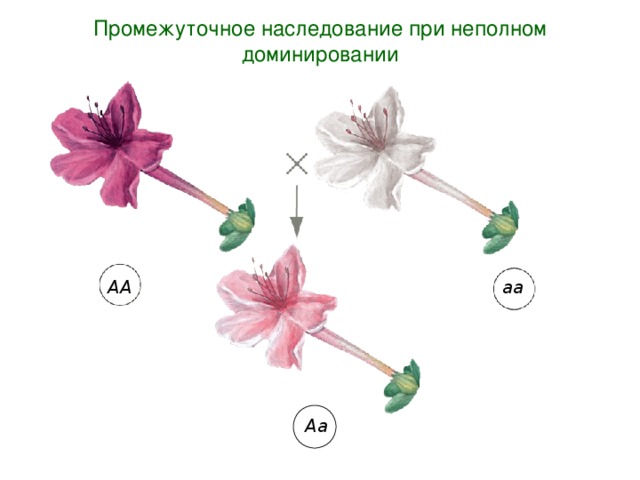 Промежуточное наследование при неполном доминировании АА аа Аа 