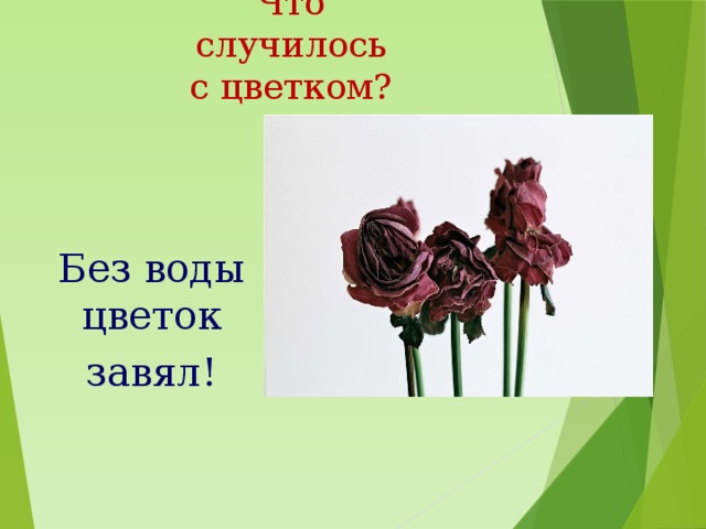 Что случилось с цветком? Без воды цветок завял! 