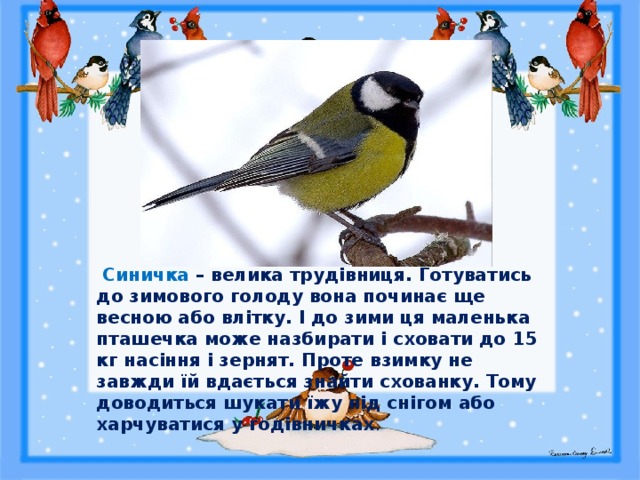 Синичка – велика трудівниця. Готуватись до зимового голоду вона починає ще весною або влітку. І до зими ця маленька пташечка може назбирати і сховати до 15 кг насіння і зернят. Проте взимку не завжди їй вдається знайти схованку. Тому доводиться шукати їжу під снігом або харчуватися у годівничках . 
