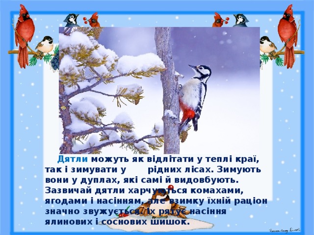  Дятли можуть як відлітати у теплі краї, так і зимувати у рідних лісах. Зимують вони у дуплах, які самі й видовбують. Зазвичай дятли харчуються комахами, ягодами і насінням, але взимку їхній раціон значно звужується. Їх рятує насіння ялинових і соснових шишок. 