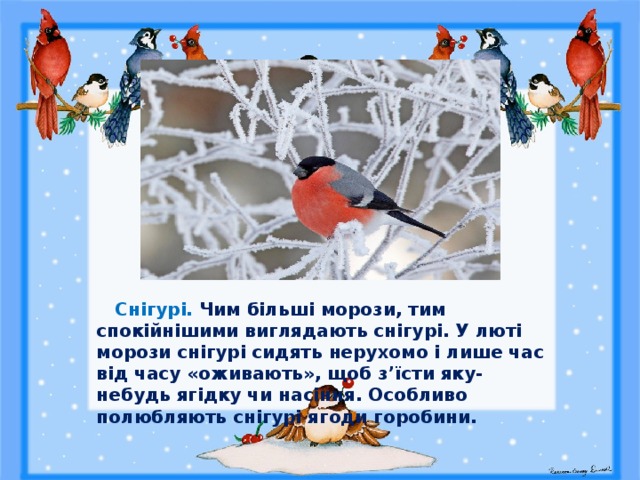  Снігурі. Чим більші морози, тим спокійнішими виглядають снігурі. У люті морози снігурі сидять нерухомо і лише час від часу «оживають», щоб з’їсти яку-небудь ягідку чи насіння. Особливо полюбляють снігурі ягоди горобини. 