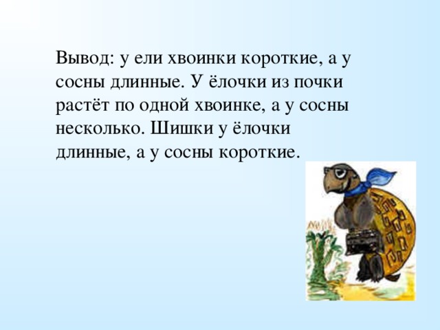 Вывод: у ели хвоинки короткие, а у сосны длинные. У ёлочки из почки растёт по одной хвоинке, а у сосны несколько. Шишки у ёлочки длинные, а у сосны короткие. 