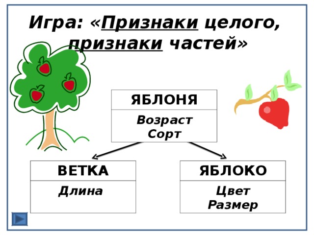 Игра: « Признаки целого,  признаки частей» ЯБЛОНЯ   Возраст Сорт ВЕТКА ЯБЛОКО     Длина Цвет Размер 