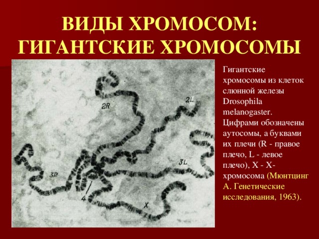 ВИДЫ ХРОМОСОМ:  ГИГАНТСКИЕ ХРОМОСОМЫ Гигантские хромосомы из клеток слюнной железы Drosophila melanogaster.  Цифрами обозначены аутосомы, а буквами их плечи (R - правое плечо, L - левое плечо), X - X-хромосома (Мюнтцинг А. Генетические исследования, 1963). 