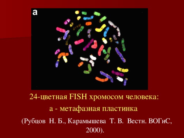 24-цветная FISH хромосом человека:  a - метафазная пластинка    (Рубцов  Н. Б., Карамышева  Т. В.  Вестн. ВОГиС, 2000). 