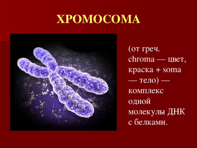 ХРОМОСОМА (от греч. chroma — цвет, краска + soma — тело) — комплекс одной молекулы ДНК с белками. 