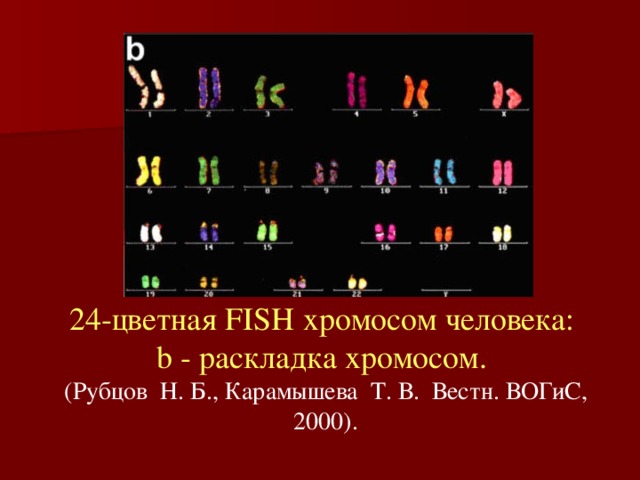 24-цветная FISH хромосом человека:  b - pаскладка хромосом.  (Рубцов  Н. Б., Карамышева  Т. В.  Вестн. ВОГиС, 2000). 