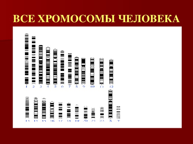 ВСЕ ХРОМОСОМЫ ЧЕЛОВЕКА 
