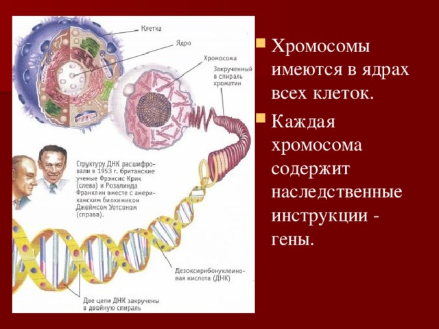 Хромосомы имеются в ядрах всех клеток. Каждая хромосома содержит наследственные инструкции - гены. 
