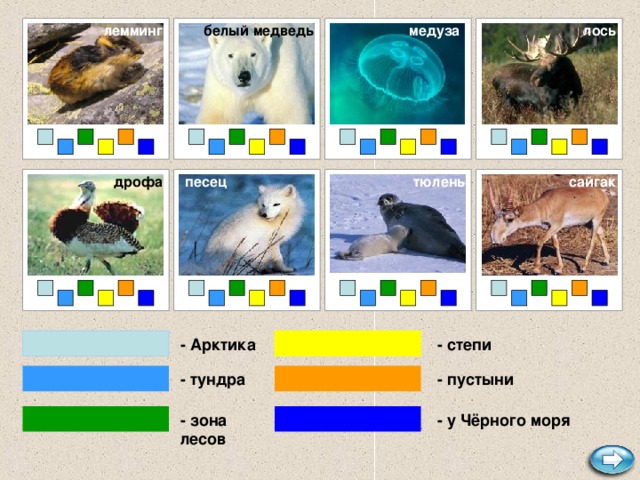 лемминг медуза лось белый медведь сайгак тюлень песец дрофа - степи - Арктика - тундра - пустыни - зона лесов - у Чёрного моря