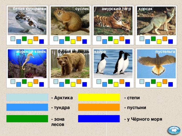 амурский тигр суслик белая куропатка корсак бурый медведь морской конёк кайра пустельга - Арктика - степи - пустыни - тундра - у Чёрного моря - зона лесов