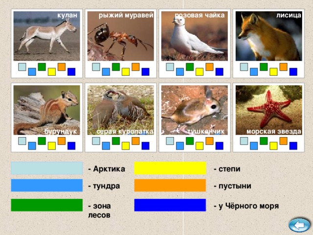 лисица розовая чайка кулан рыжий муравей морская звезда тушканчик бурундук серая куропатка - степи - Арктика - тундра - пустыни - зона лесов - у Чёрного моря