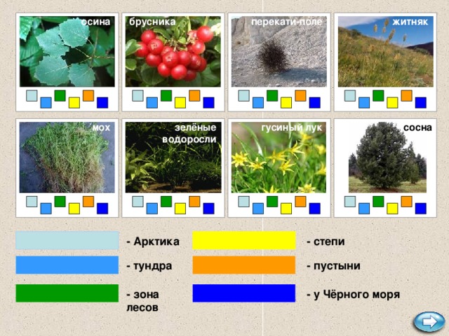 житняк перекати-поле осина  брусника гусиный лук сосна мох зелёные водоросли - степи - Арктика - пустыни - тундра - у Чёрного моря - зона лесов