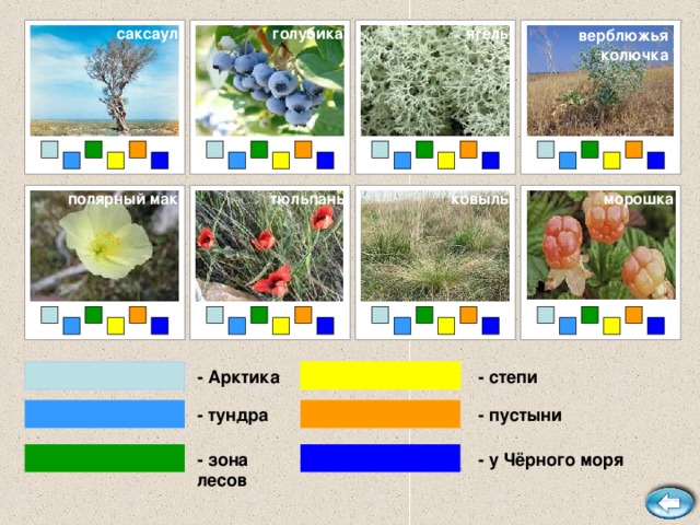 верблюжья  колючка саксаул голубика ягель полярный мак тюльпаны ковыль морошка - степи - Арктика - тундра - пустыни - зона лесов - у Чёрного моря