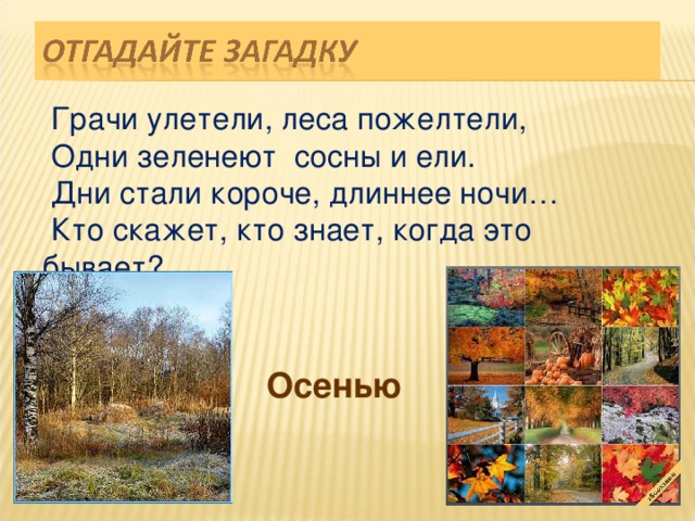  Грачи улетели, леса пожелтели,  Одни зеленеют сосны и ели.  Дни стали короче, длиннее ночи…  Кто скажет, кто знает, когда это бывает? Осенью 