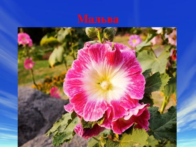 Мальва 