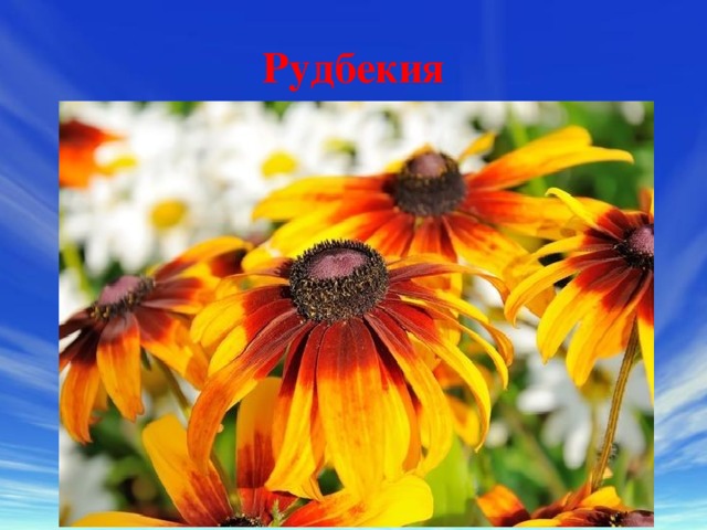 Рудбекия 