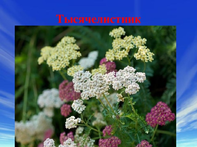 Тысячелистник 