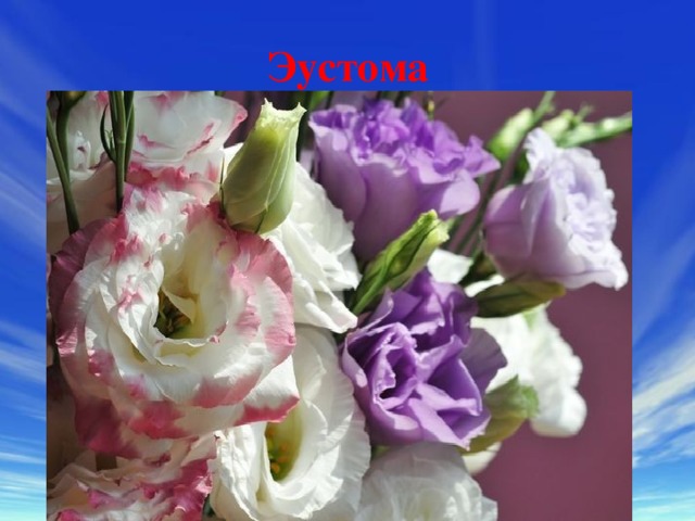 Эустома 