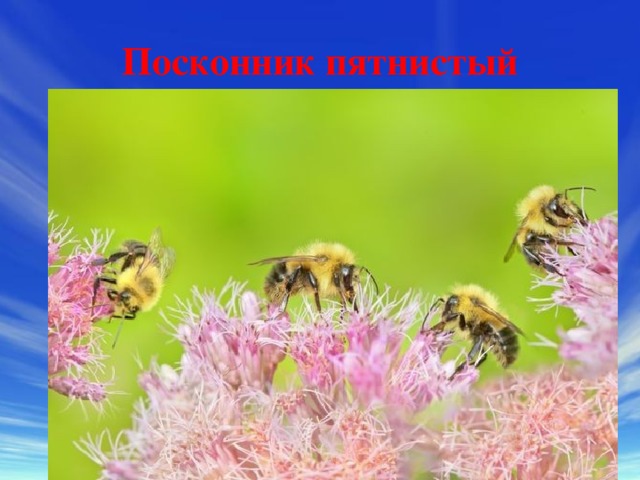 Посконник пятнистый 
