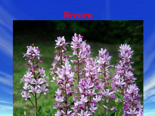Ясенец 