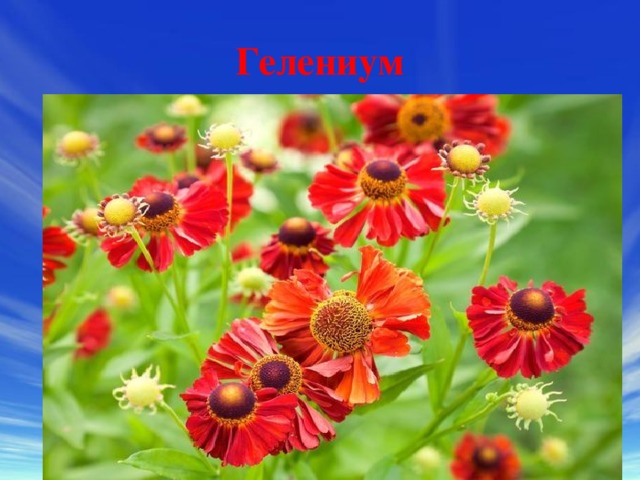 Гелениум 