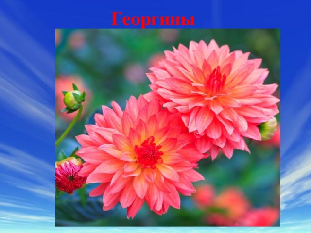 Георгины    