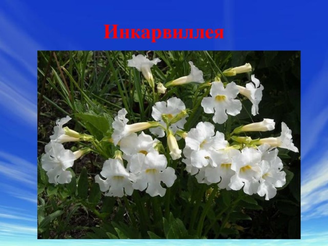 Инкарвиллея 