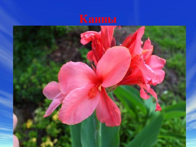 Канны 