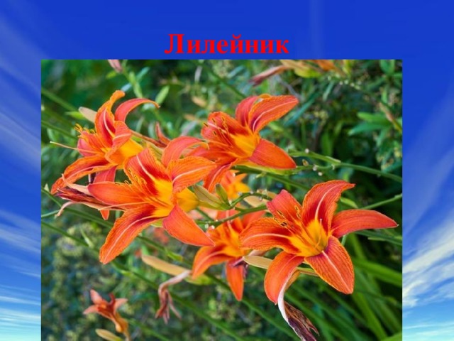 Лилейник 