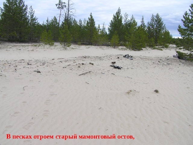 В песках отроем старый мамонтовый остов, 