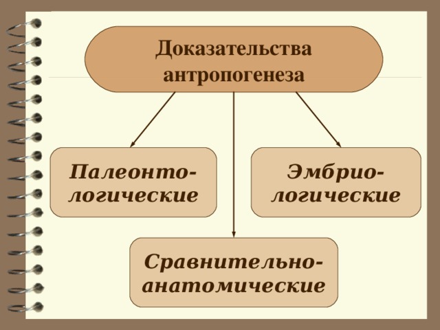 Доказательства антропогенеза Палеонто- логические Эмбрио- логические Сравнительно- анатомические