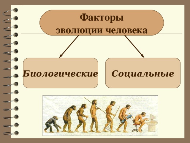 Факторы эволюции человека Биологические Социальные