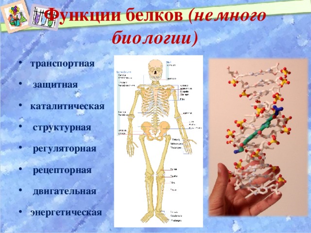 Функции белков (немного биологии)   транспортная  защитная каталитическая  структурная  регуляторная  рецепторная  двигательная энергетическая  