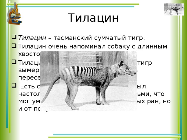 Тилацин Тилацин  – тасманский сумчатый тигр. Тилацин очень напоминал собаку с длинным хвостом и полосками на спине. Тилацин или Тасманский сумчатый тигр вымер, когда в его ареал вторглись переселенцы.  Есть свидетельства, что Тилацин был настолько не готов к встрече с людьми, что мог умереть не только от полученных ран, но и от полученного шока. 